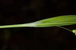 Thinfruit sedge